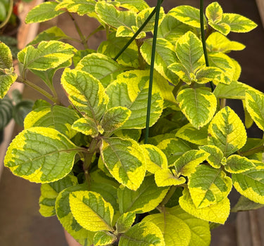Plectranthus ‘Guacamole’