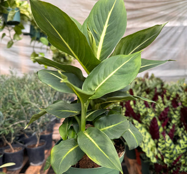 Dieffenbachia 'Green Magic'
