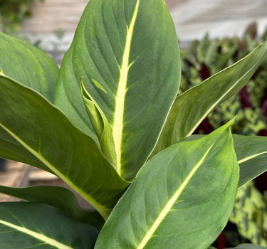 Dieffenbachia 'Green Magic'