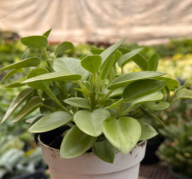 Peperomia 'Pixie Lime’