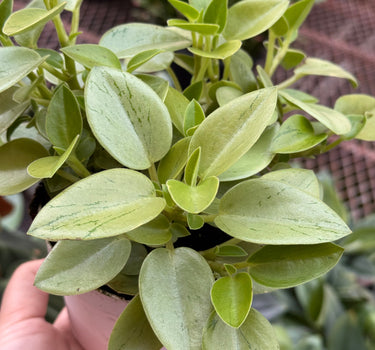 Peperomia 'Pixie Lime’