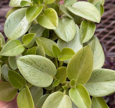 Peperomia 'Pixie Lime’