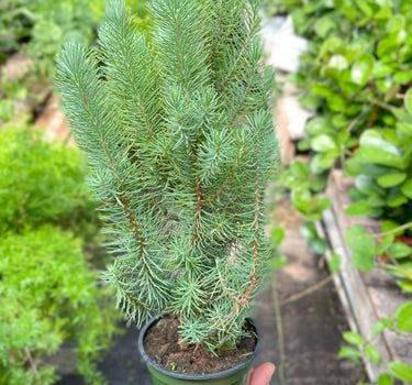 Blue Pine Trees