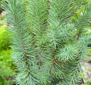 Blue Pine Trees