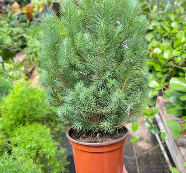 Blue Pine Trees