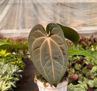 Anthurium 'Magnificum'