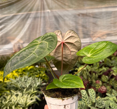 Anthurium 'Magnificum'