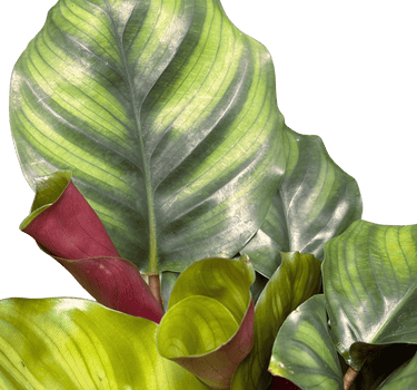 Calathea 'Fasciata'