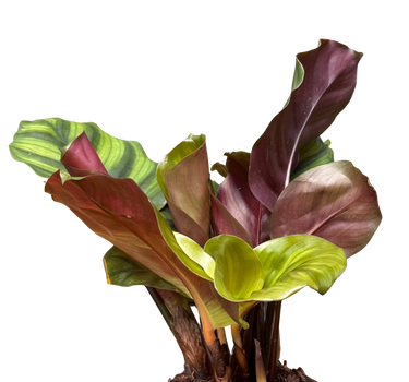 Calathea 'Fasciata'