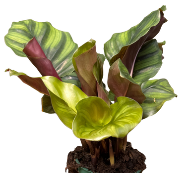 Calathea 'Fasciata'