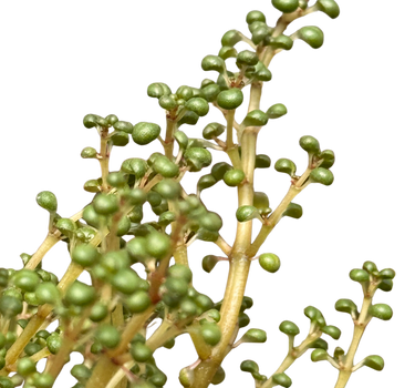 Pilea 'Globosa’