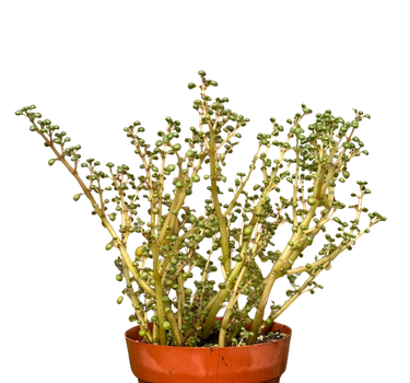 Pilea 'Globosa’