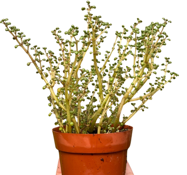 Pilea 'Globosa’