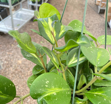 Hoya Obovata Reverse