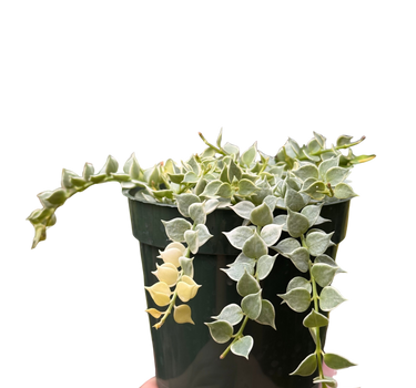 Dischidia 'Million Hearts' Variegated