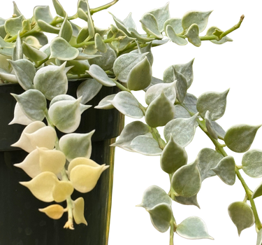 Dischidia 'Million Hearts' Variegated