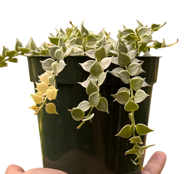 Dischidia 'Million Hearts' Variegated