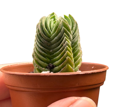 Crassula ‘Buddha’s Temple’