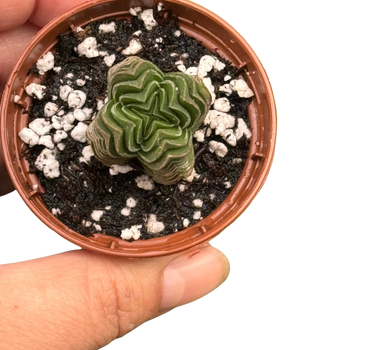 Crassula ‘Buddha’s Temple’