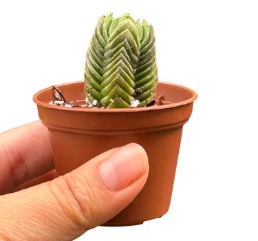 Crassula ‘Buddha’s Temple’