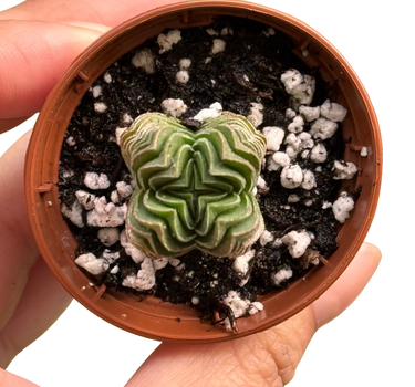 Crassula ‘Buddha’s Temple’