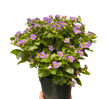 Exacum 'Persian Violet'