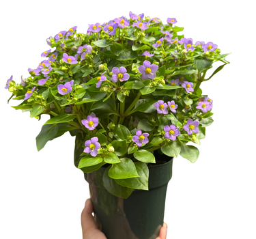 Exacum 'Persian Violet'