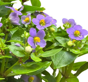 Exacum 'Persian Violet'