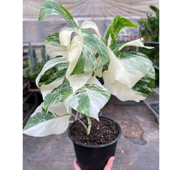 Monstera 'Albo Borsigiana Variegated'