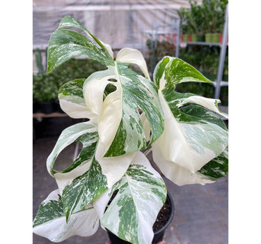 Monstera 'Albo Borsigiana Variegated'