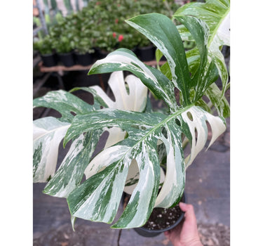 Monstera 'Albo Borsigiana Variegated'