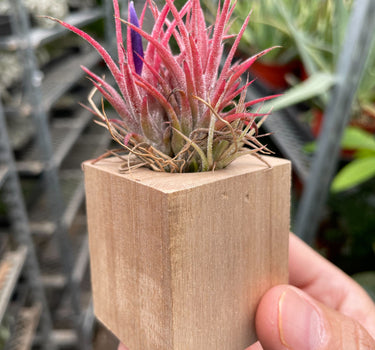 Tillandsia Air Plant Ionantha in Magnetic Wood Planter
