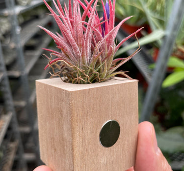 Tillandsia Air Plant Ionantha in Magnetic Wood Planter
