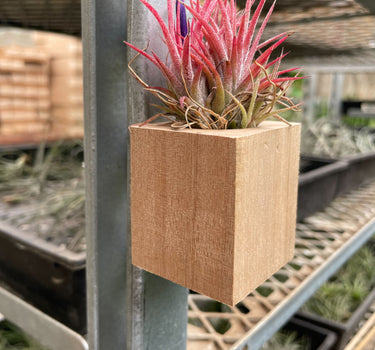 Tillandsia Air Plant Ionantha in Magnetic Wood Planter