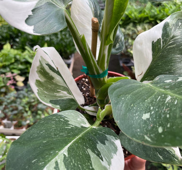 Philodendron 'White Wizard'