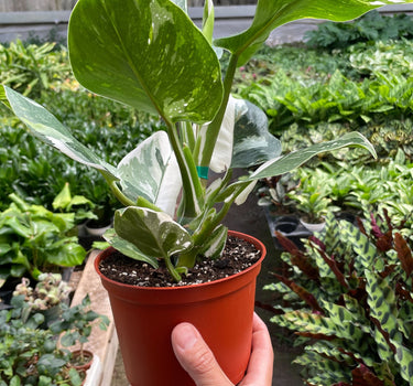 Philodendron 'White Wizard'