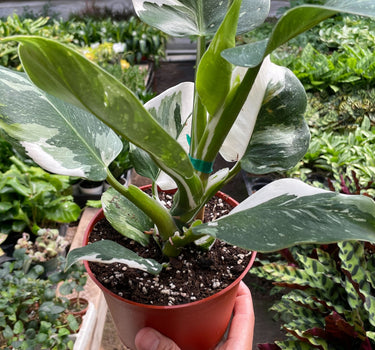 Philodendron 'White Wizard'