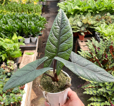 Alocasia 'Scalprum'