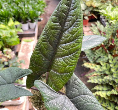 Alocasia 'Scalprum'