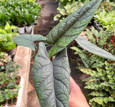 Alocasia 'Scalprum'