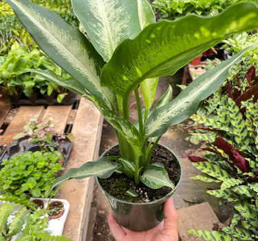 Dieffenbachia Panther