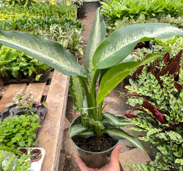 Dieffenbachia Panther