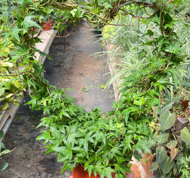 Ivy Green Topiary Heart