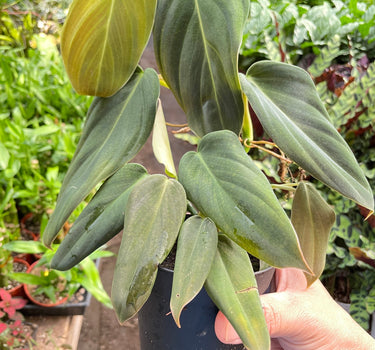 Philodendron Gigas