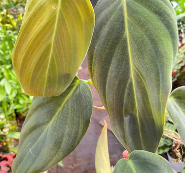 Philodendron Gigas