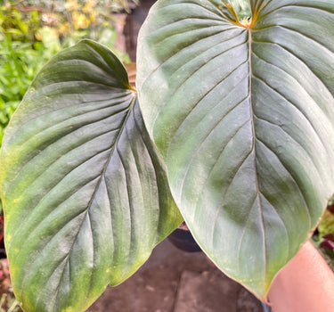 Philodendron 'Serpens'
