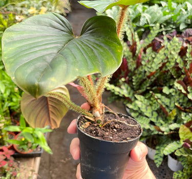 Philodendron 'Serpens'