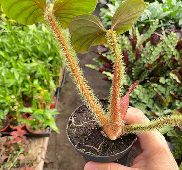 Philodendron 'Serpens'