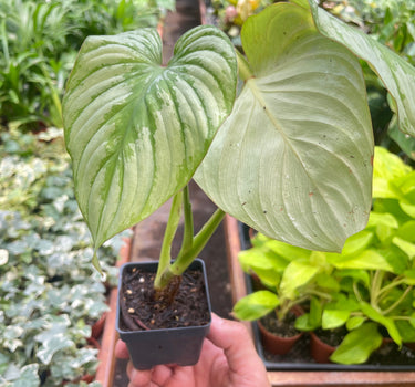 Philodendron 'Mamei'