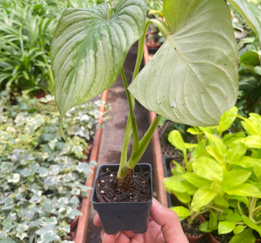 Philodendron 'Mamei'